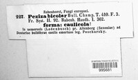 Capitotricha bicolor image